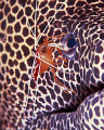  Eye EyeCleaner Shrimp Honeycomb Moray eyeing piece Zooplankton  